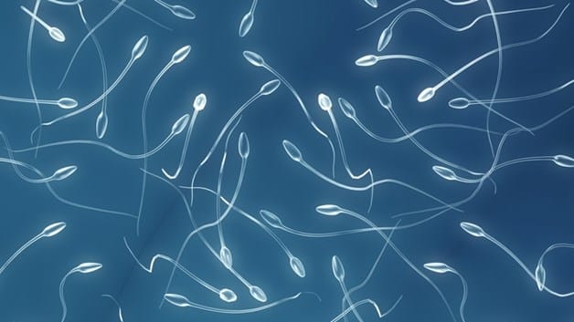 Spermos testai