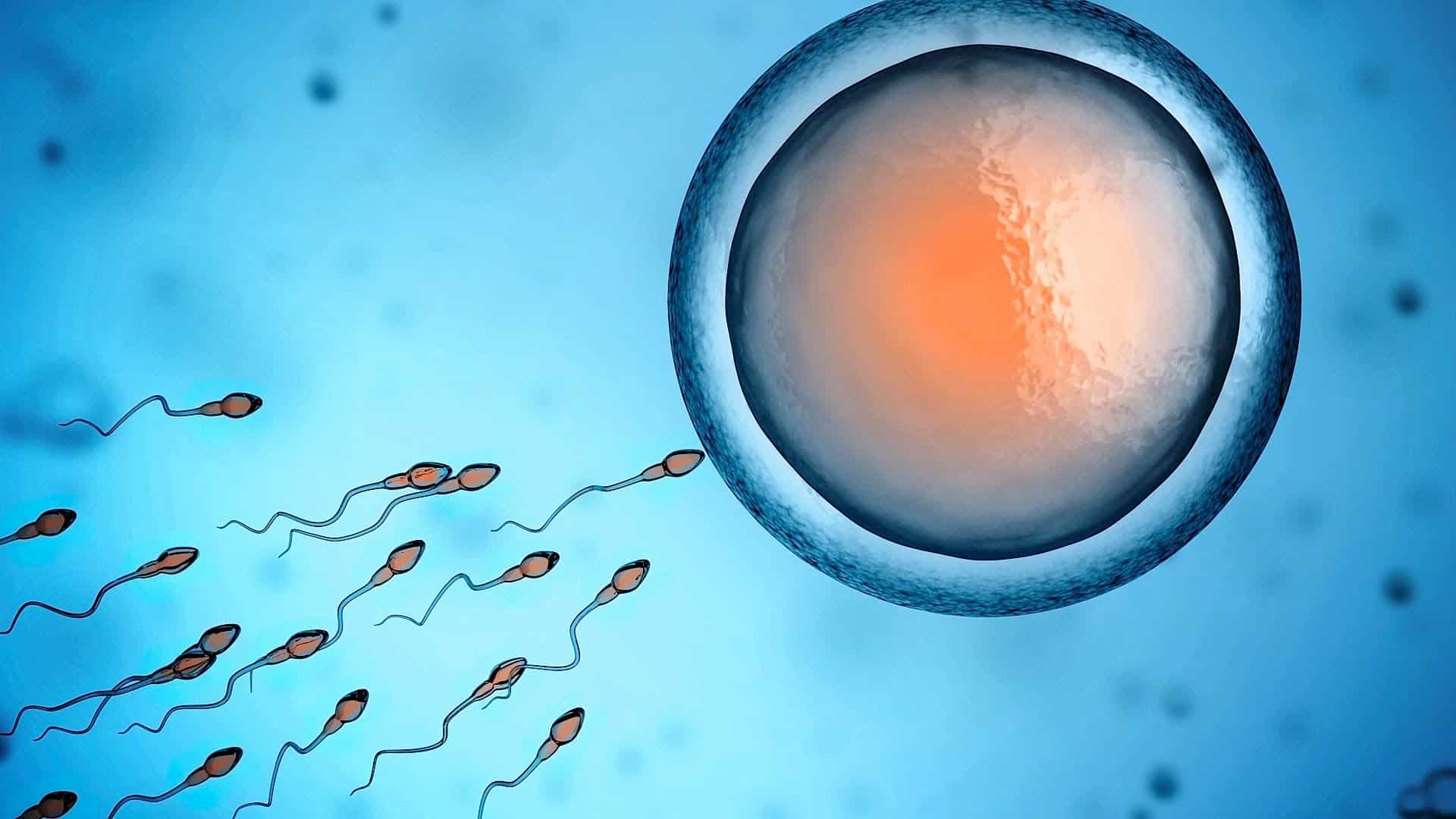 Sperma didina vaisinguma